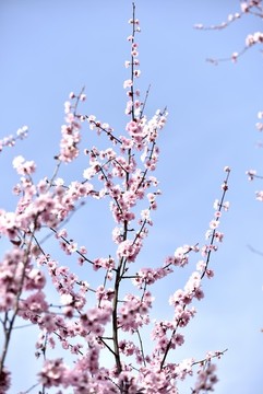 桃花盛開