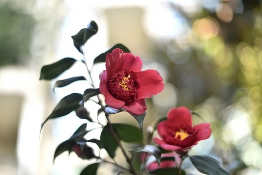 山茶花