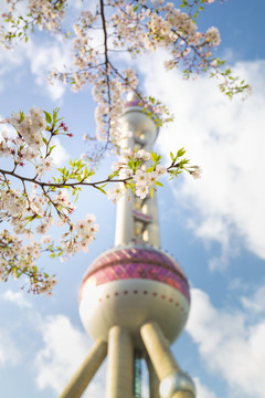 上海東方明珠櫻花樹