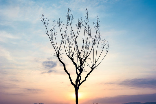 樹枝剪影背景素材