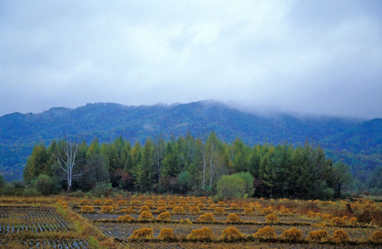 田野風(fēng)光