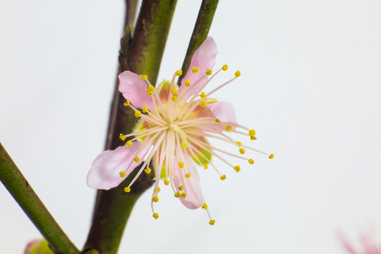 春天來臨桃花盛開