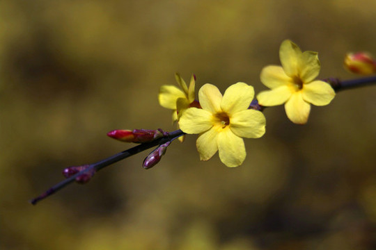 迎春花特寫