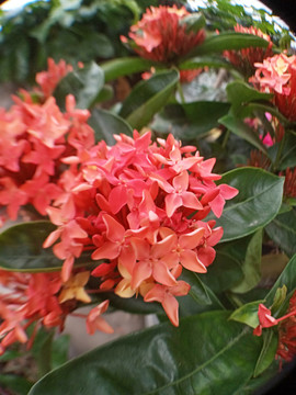 龍船花