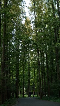 綠植樹林春天葉子綠葉林蔭小道