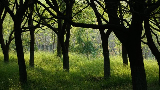 綠植樹(shù)木樹(shù)林春天夏天葉子綠葉