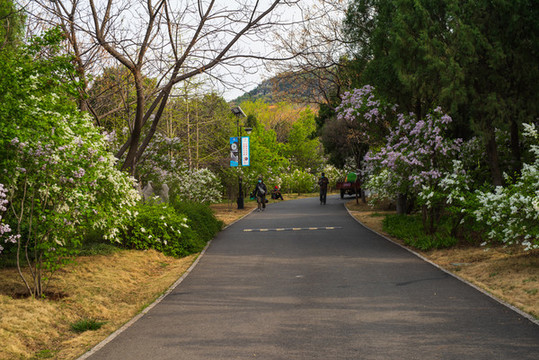 濟(jì)南千佛山百花齊放020