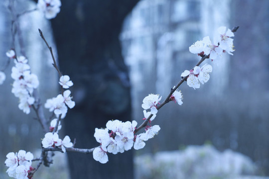 櫻花