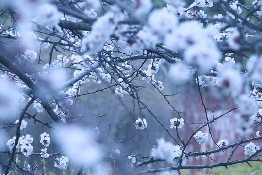 櫻花