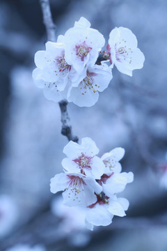 櫻花