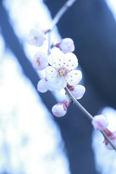 櫻花