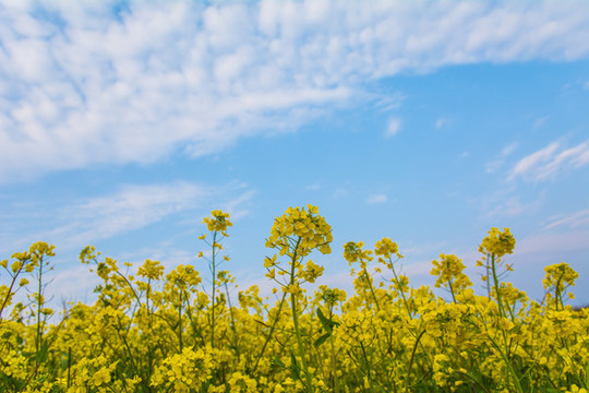 油菜花