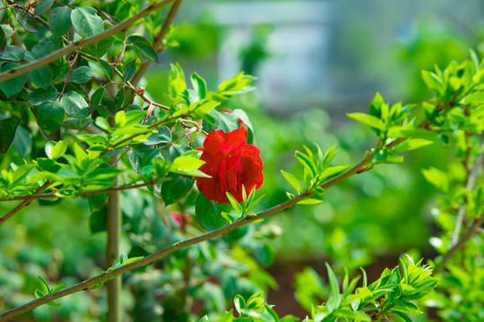 玫瑰花