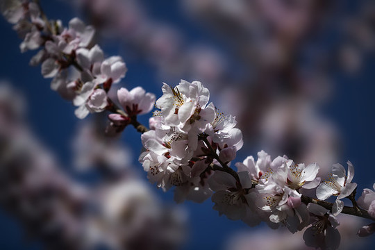 花卉