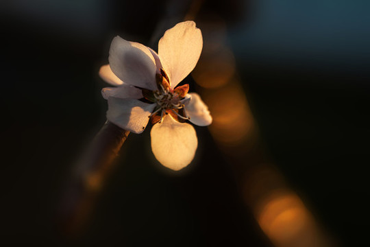 花卉