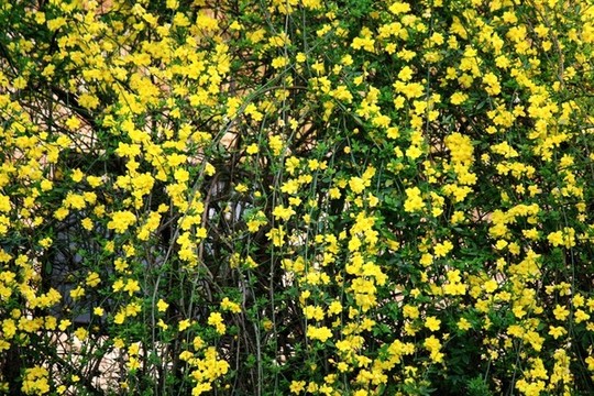 迎春花
