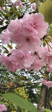 櫻花