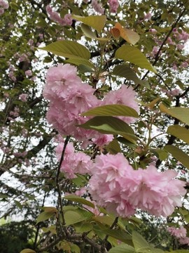 櫻花花朵