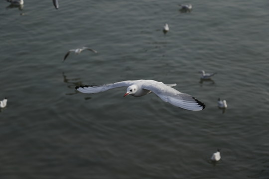 海鷗