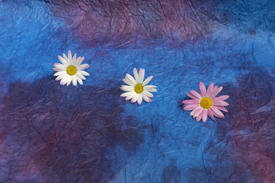 野菊花