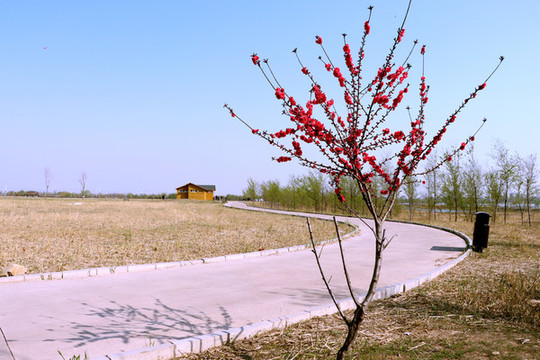 公園步道