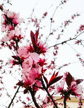 迎春花