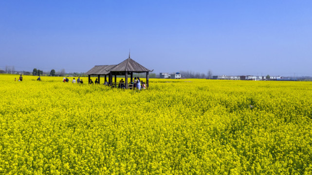 鄉(xiāng)村油菜田園