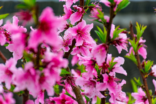 滿樹(shù)桃花
