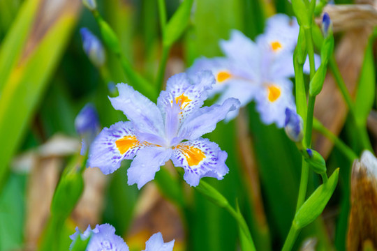 蝴蝶花