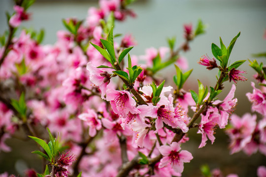 滿樹(shù)桃花