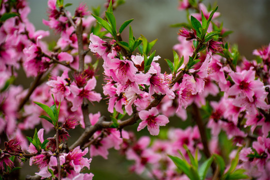 滿樹桃花