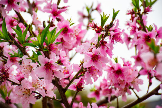 滿樹桃花