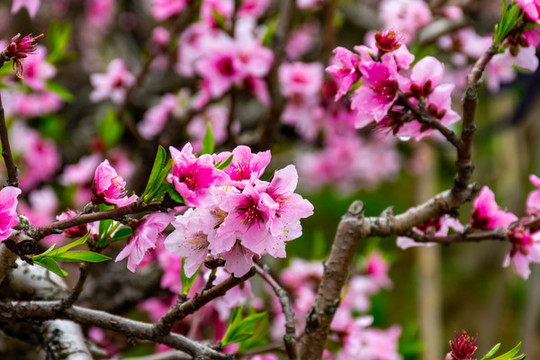 滿樹桃花