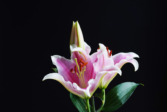 鮮花白百合花卉