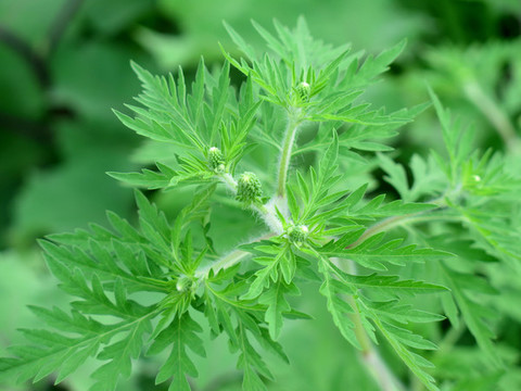 菊科植物豚草