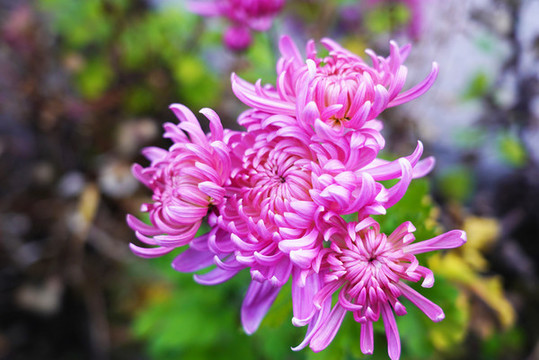萬(wàn)壽菊鮮花