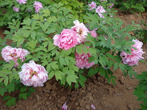 牡丹花