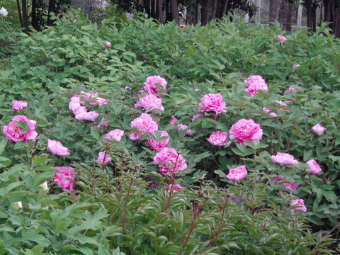 牡丹花