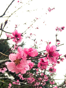 迎春花