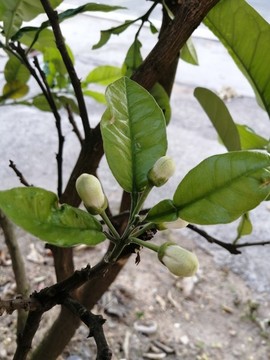 橘紅花