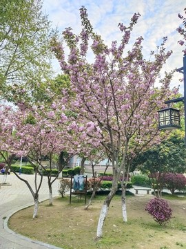 櫻花
