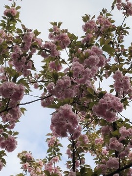 櫻花