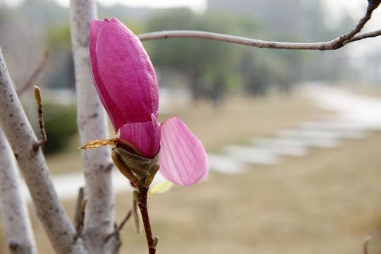 紫色玉蘭花