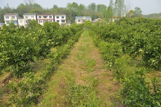 晚香蜜橙園