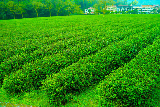茶園
