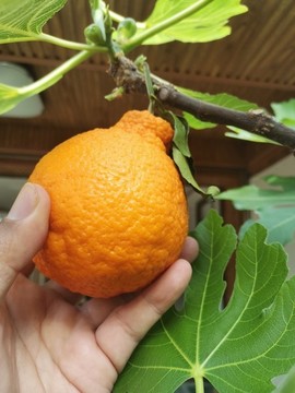 丑桔