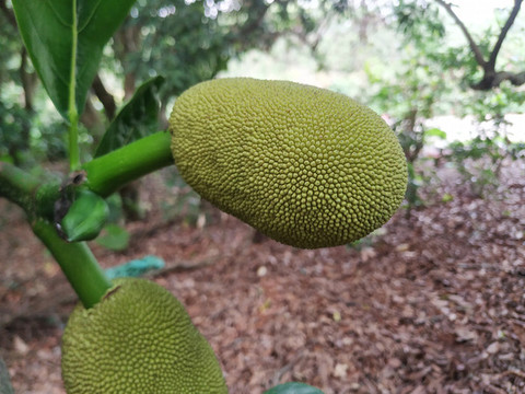 木菠蘿