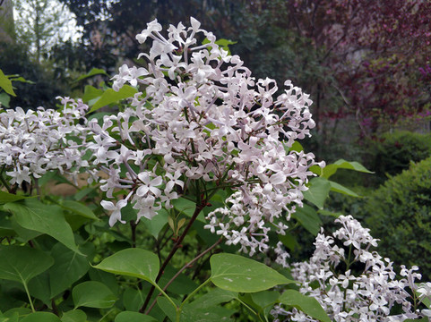 白色丁香花開素材