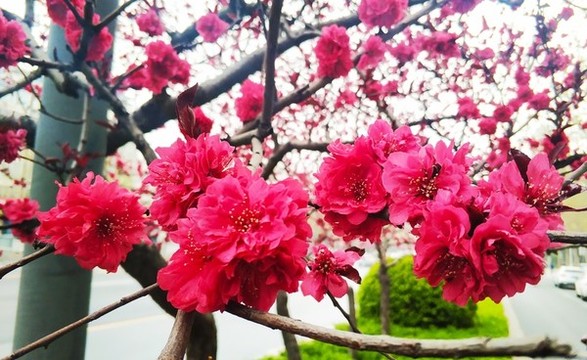 碧桃花素材