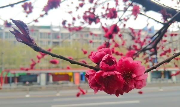 碧桃花素材